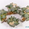 Ariocarpus retusus var furfuraceus 01