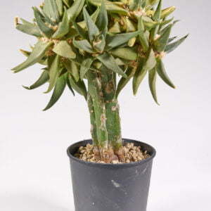 Ariocarpus trigonus variegata 01