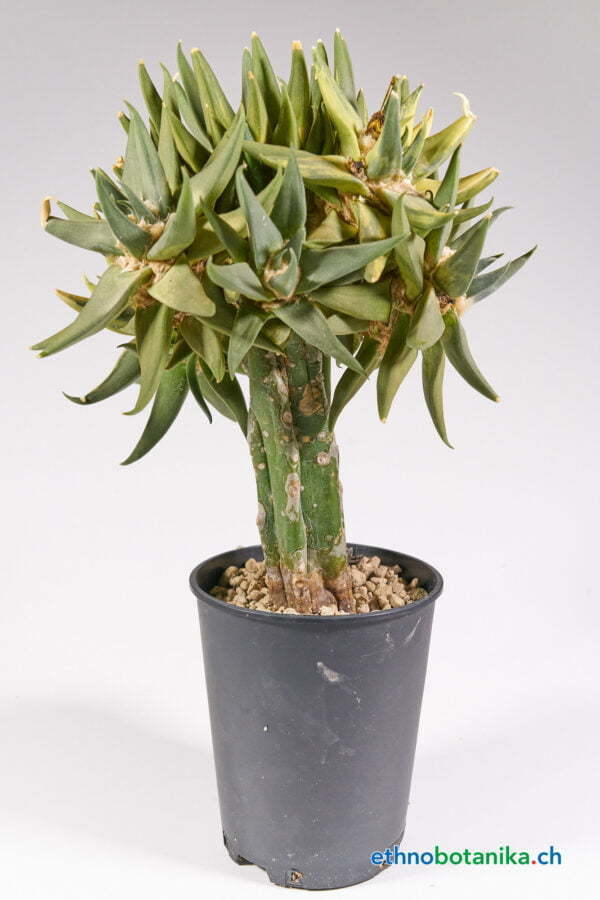 Ariocarpus trigonus variegata 01