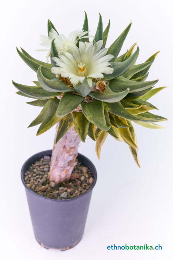 Ariocarpus trigonus variegata 02
