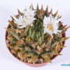 Ariocarpus trigonus var elongatus 01