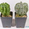 Astrophytum myriostigma jap cultivar 01