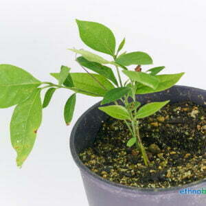 Alternative view of Caapi / Yagé - Banisteriopsis caapi - Pflanze