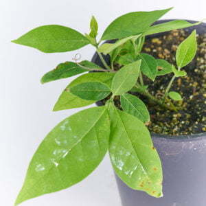 Caapi / Yagé - Banisteriopsis caapi - Pflanze