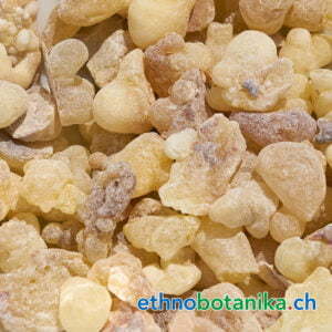 Kauweihrauch - Boswellia frereana - Rohstoff
