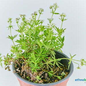 Alternative view of Waldmeister - Galium odoratum - Pflanze