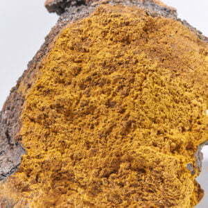 Chaga - Inonotus obliquus - Lösung
