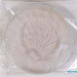 Samtfussrübling - Flammulina - Pilzzucht