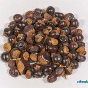 guarana – paullinia cupana – Samen