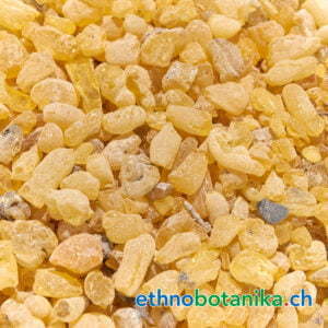 Sandarak - Resina sandaraca - Rohstoff