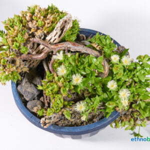 Sceletium tortuosum 01