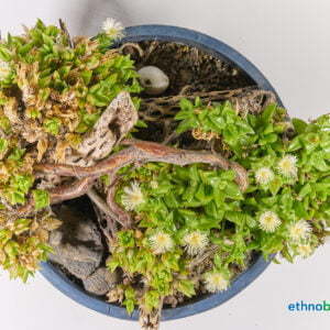 Sceletium tortuosum 04