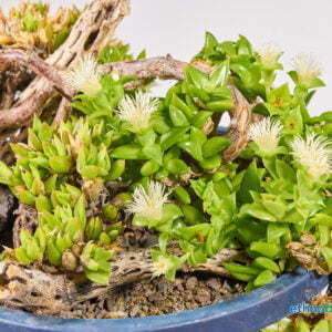 Alternative view of Kanna - Sceletium Tortuosum - Pflanze