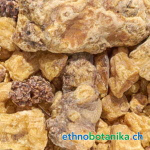 Sal - Shorea robusta - Rohstoff