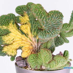 Trichocereus peruvianus crest 02