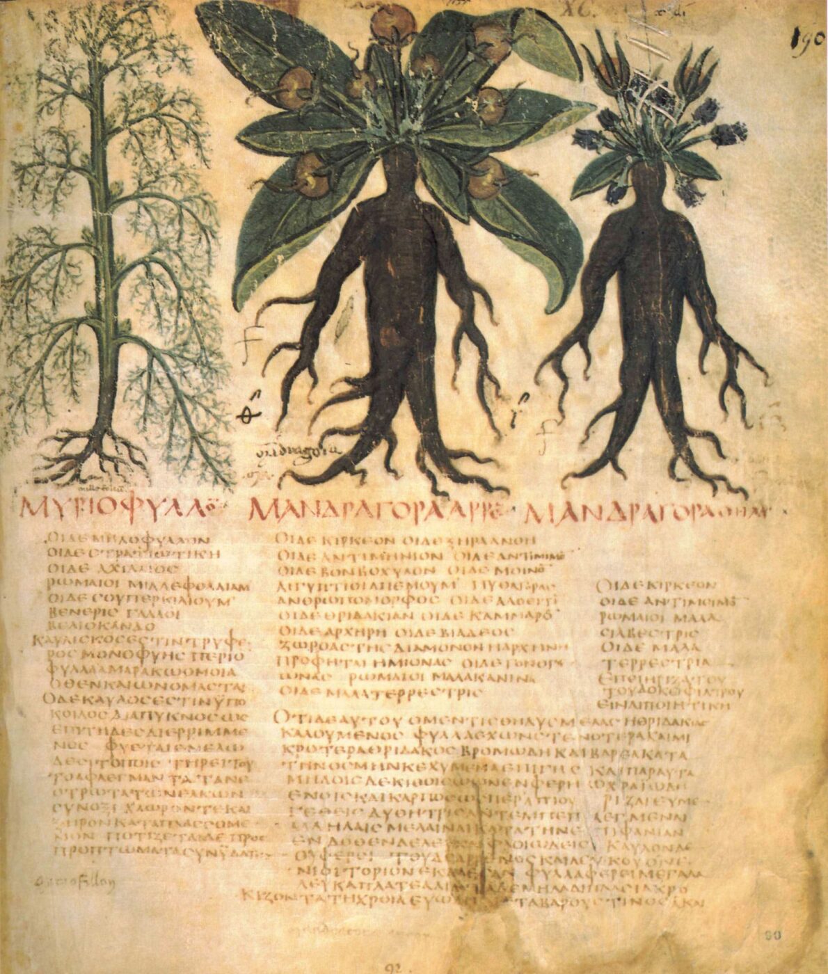 de materia medica book 02