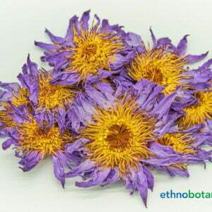 Alternative view of Blauer Lotus - Nymphaea nouchali var. caerulea - Rohstoff