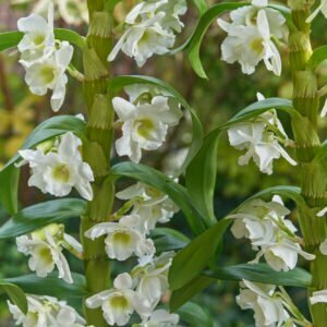 Alternative view of Traubenorchidee - Dendrobium Nobile Orchidaceae - Pflanze