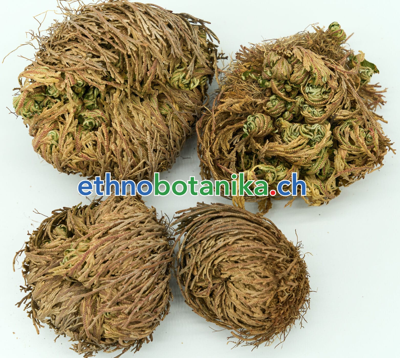 muenster.family A7R08375